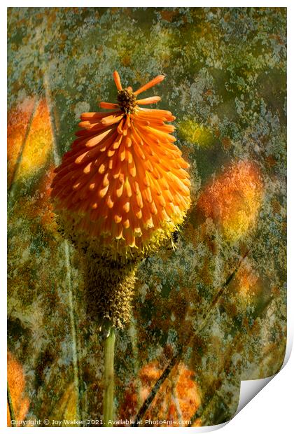 The Red Hot Poker flower  Print by Joy Walker
