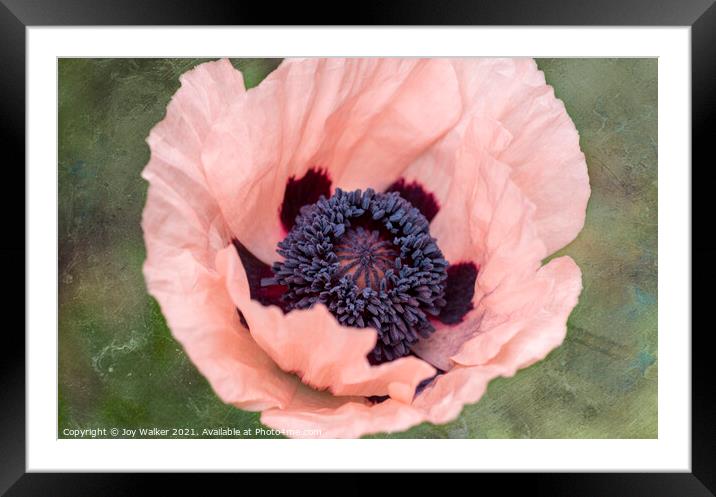 A single pink garden poppy Framed Mounted Print by Joy Walker