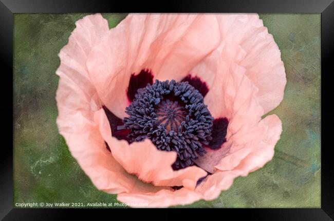 A single pink garden poppy Framed Print by Joy Walker