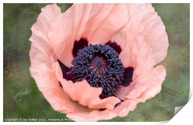 A single pink garden poppy Print by Joy Walker