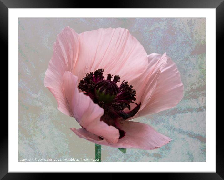 A single pink poppy Framed Mounted Print by Joy Walker