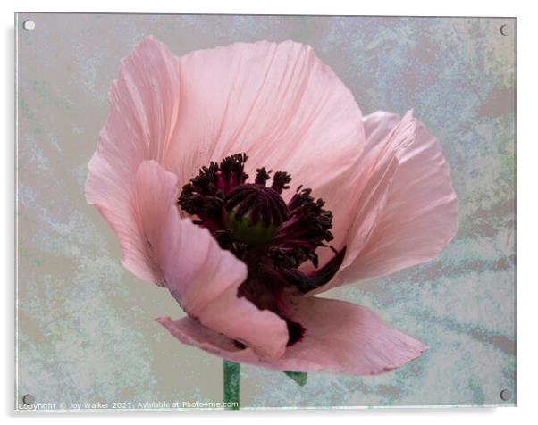 A single pink poppy Acrylic by Joy Walker
