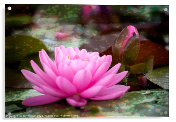 A Single Pink Water Lily Bloom  Acrylic by Joy Walker