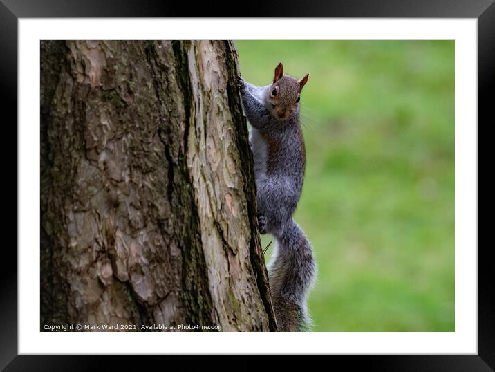 A squirrel Going Up in the World. Framed Mounted Print by Mark Ward