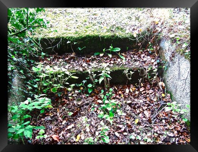 Overgrown steps Framed Print by Stephanie Moore