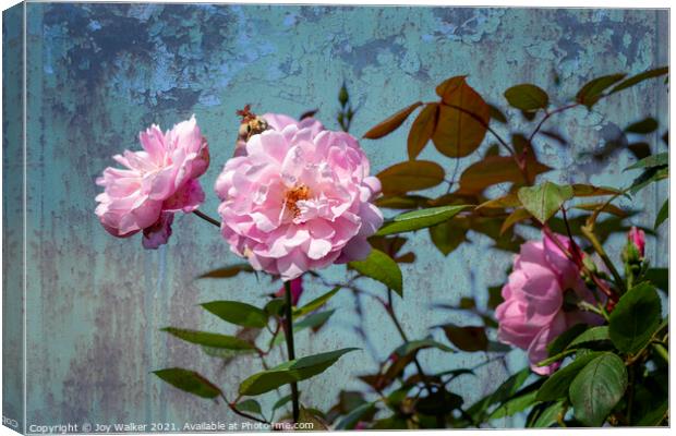 A large pink rose flowering  Canvas Print by Joy Walker