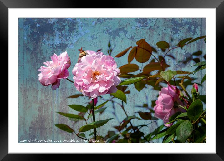 A large pink rose flowering  Framed Mounted Print by Joy Walker