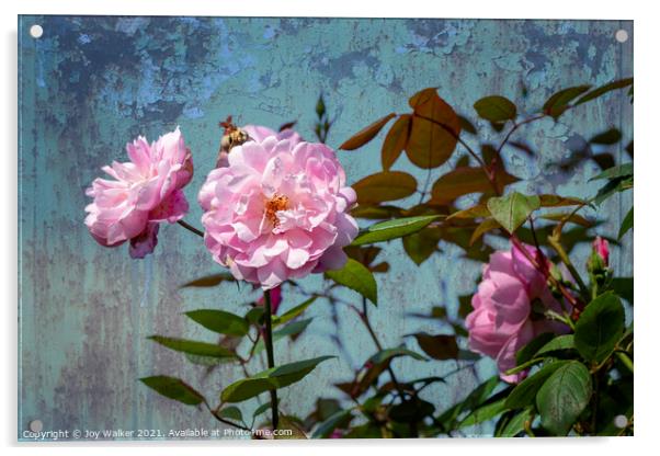 A large pink rose flowering  Acrylic by Joy Walker