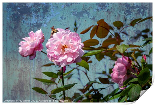 A large pink rose flowering  Print by Joy Walker