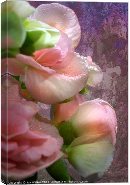 A close-up of Begonia flowers Canvas Print by Joy Walker