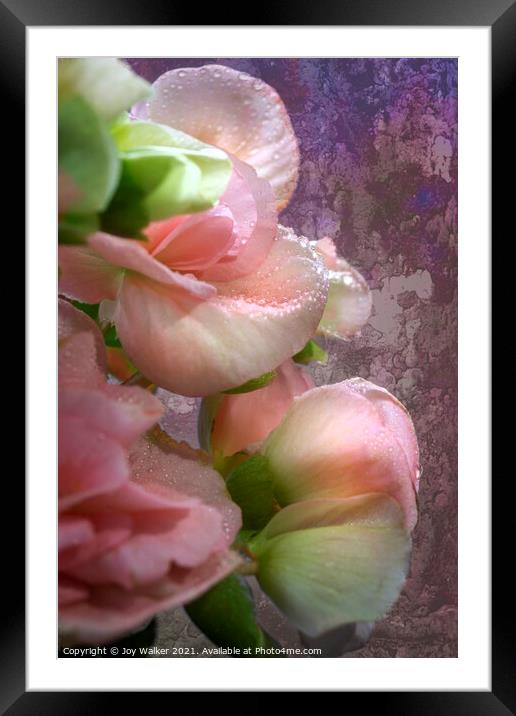 A close-up of Begonia flowers Framed Mounted Print by Joy Walker