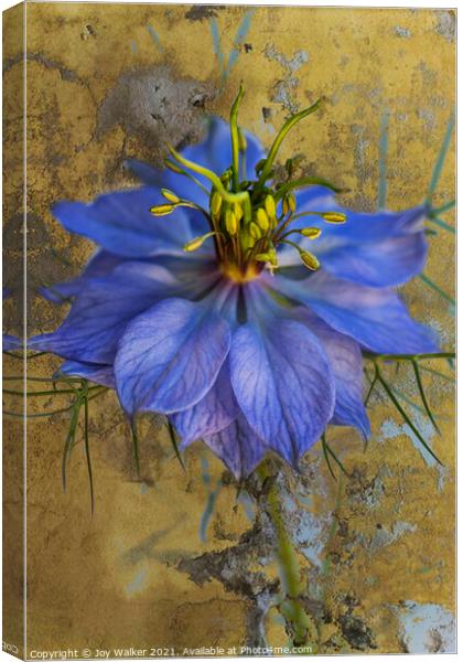 A single Nigella flower  Canvas Print by Joy Walker