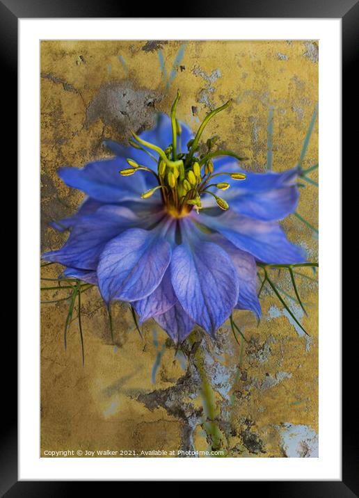 A single Nigella flower  Framed Mounted Print by Joy Walker