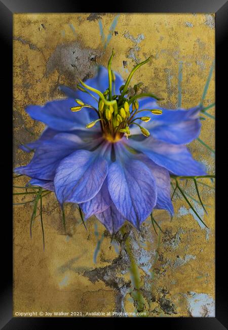 A single Nigella flower  Framed Print by Joy Walker