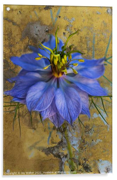 A single Nigella flower  Acrylic by Joy Walker