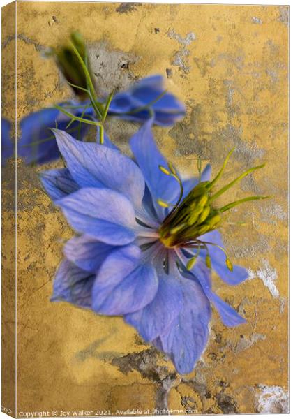 A single Nigella flower Canvas Print by Joy Walker