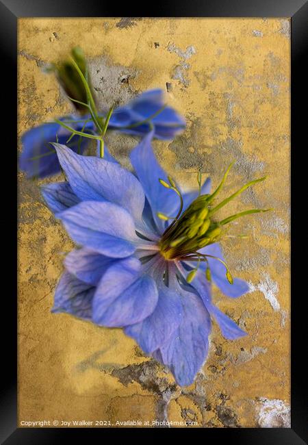 A single Nigella flower Framed Print by Joy Walker
