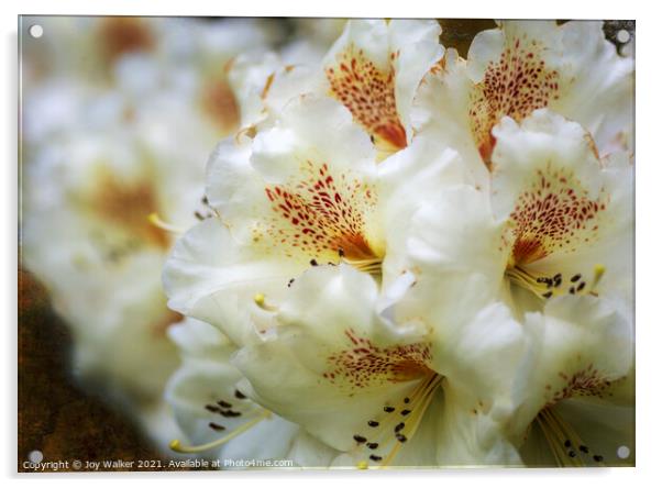 Rhododendron Maharani flower head Acrylic by Joy Walker