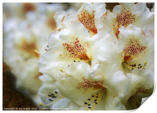 Rhododendron Maharani flower head Print by Joy Walker
