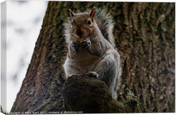 A squirrel Eating and Watching Canvas Print by Mark Ward