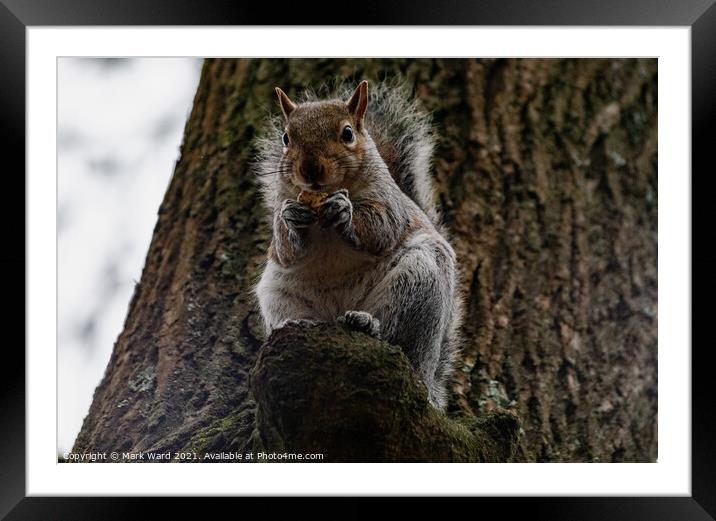 A squirrel Eating and Watching Framed Mounted Print by Mark Ward