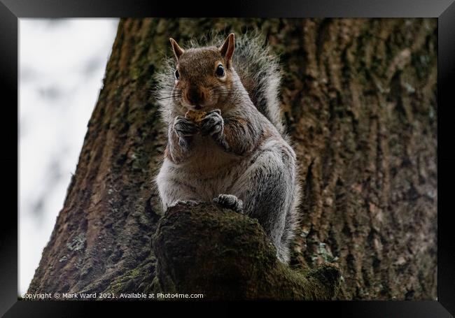 A squirrel Eating and Watching Framed Print by Mark Ward