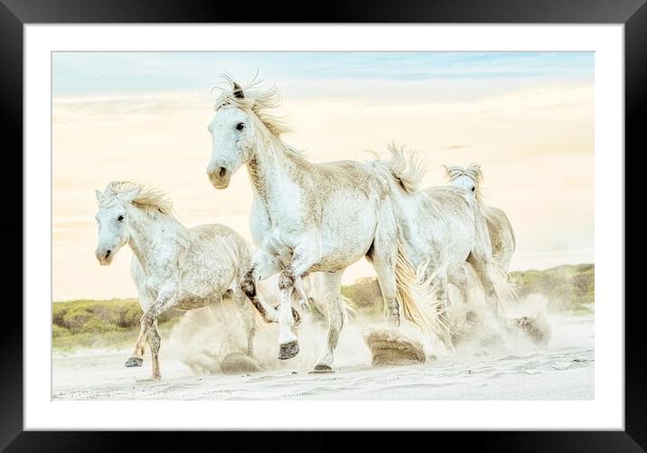 A group of Camargue Horses galloping to the left in the sand Framed Mounted Print by Helkoryo Photography