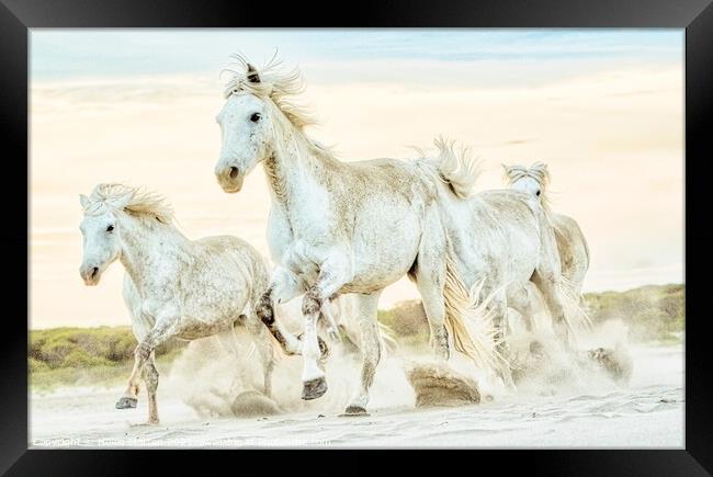 A group of Camargue Horses galloping to the left in the sand Framed Print by Helkoryo Photography