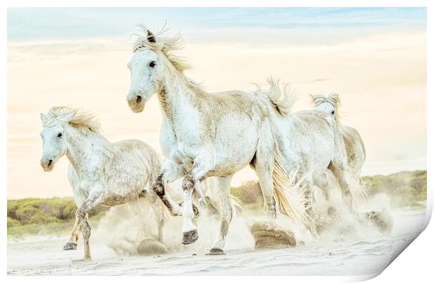 A group of Camargue Horses galloping to the left in the sand Print by Helkoryo Photography