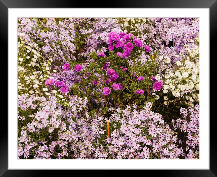 a set of wild purple, lilac and white flowers Framed Mounted Print by daniele mattioda