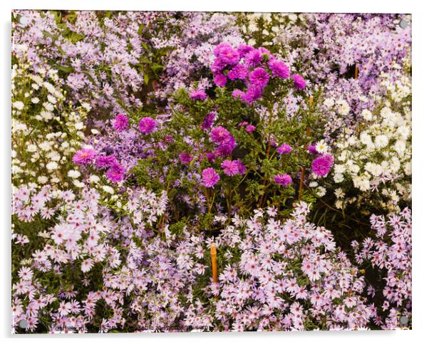 a set of wild purple, lilac and white flowers Acrylic by daniele mattioda