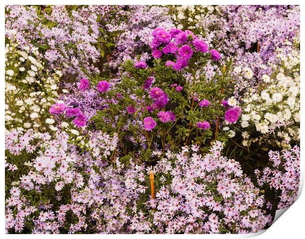 a set of wild purple, lilac and white flowers Print by daniele mattioda