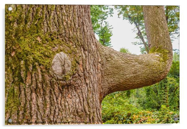 a cedar from the Himalayas called cedrus deodara Acrylic by daniele mattioda