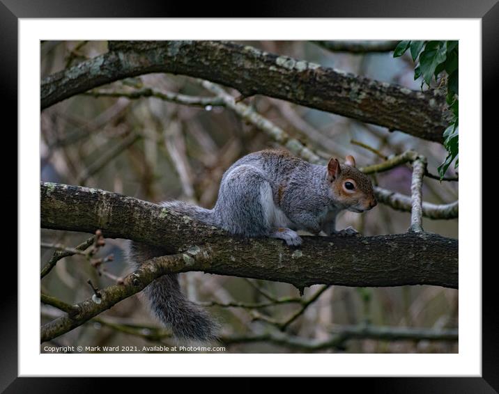 Squirrel on a Branch Framed Mounted Print by Mark Ward