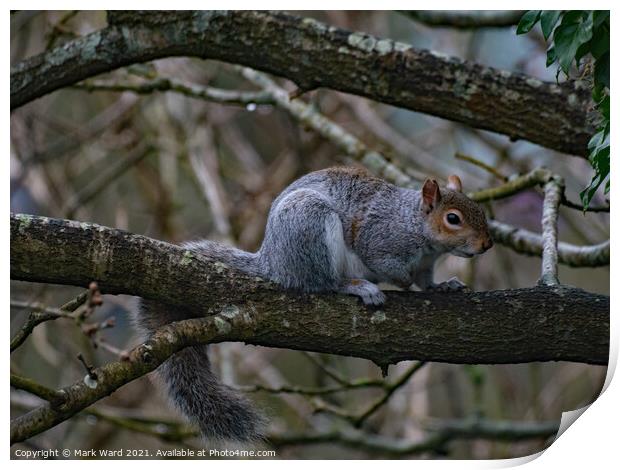 Squirrel on a Branch Print by Mark Ward