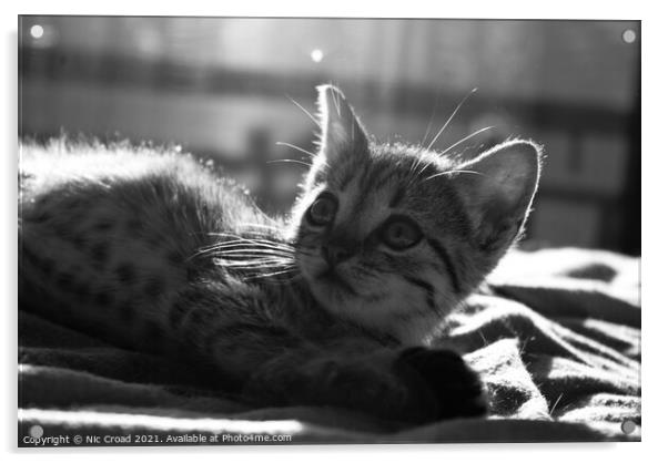 Cute Kitten Acrylic by Nic Croad