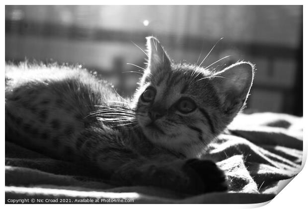 Cute Kitten Print by Nic Croad