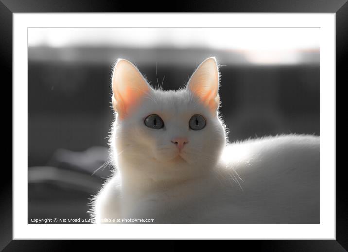 Cute White Cat Framed Mounted Print by Nic Croad