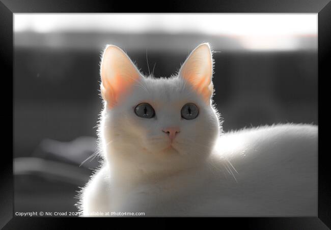 Cute White Cat Framed Print by Nic Croad