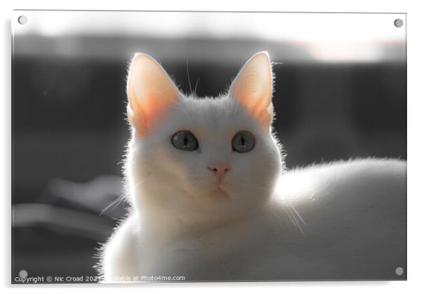 Cute White Cat Acrylic by Nic Croad