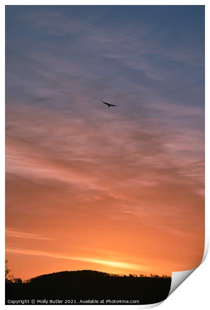 Bird enjoying the sunrise Print by Molly Butler