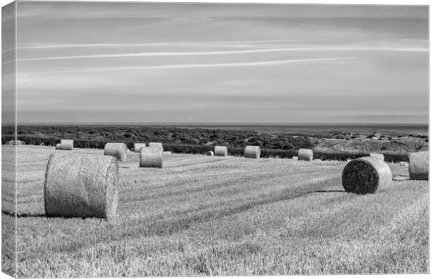 Straw Field at Embleton Canvas Print by Roger Green