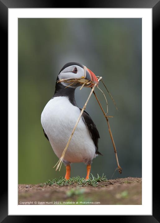 Atlantic Puffin (Fratercula arctica) Framed Mounted Print by Dave Hunt