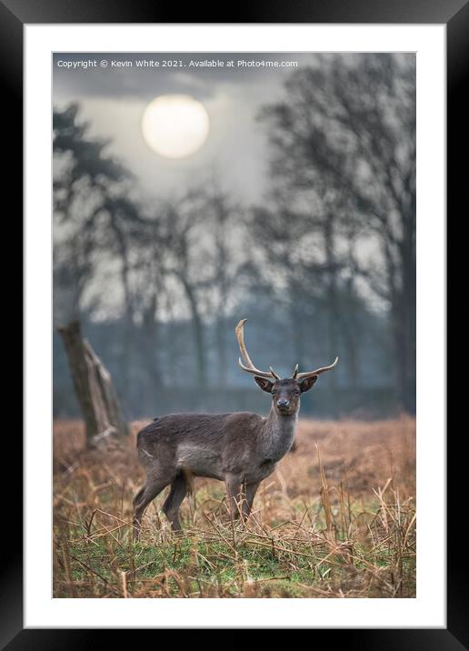 Hazy sunrise with deer Framed Mounted Print by Kevin White