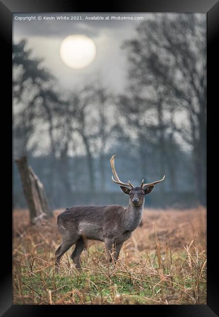 Hazy sunrise with deer Framed Print by Kevin White
