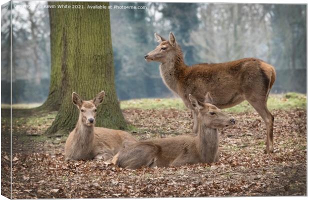 Gathering of deer Canvas Print by Kevin White