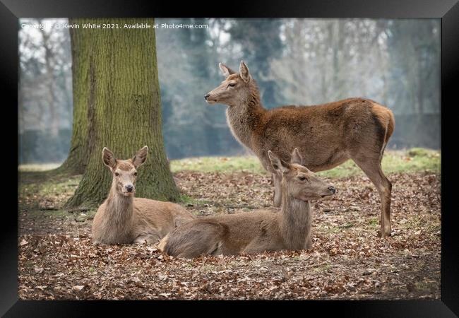 Gathering of deer Framed Print by Kevin White