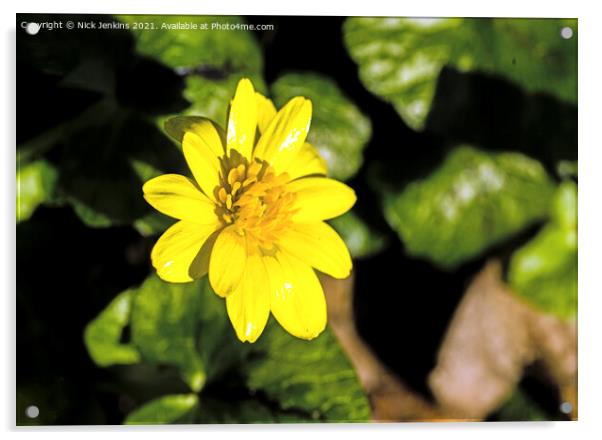 Lesser Celandine Ficaria verna flower in February  Acrylic by Nick Jenkins