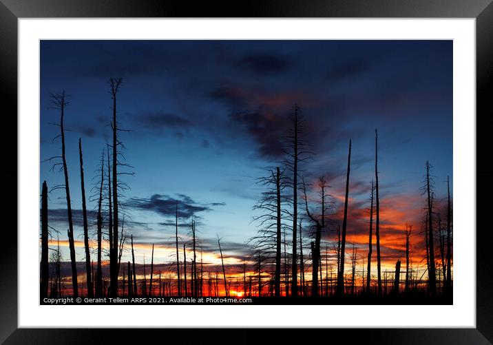 Charred forest at sunset, Kaibab Plateau, near Grand Canyon north rim, Arizona, USA Framed Mounted Print by Geraint Tellem ARPS