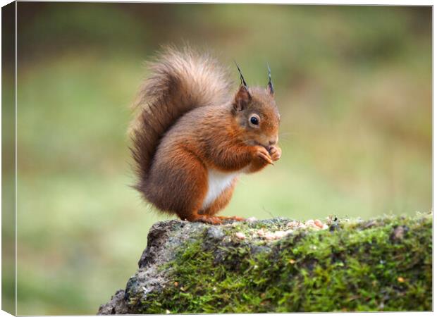 Red Squirrel Feeding. Canvas Print by Tommy Dickson